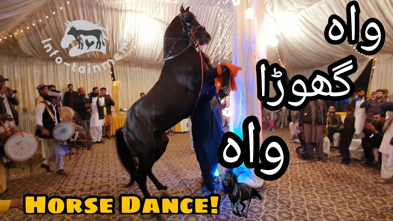 Amazing Horse Dance with Dhool in Pakistan || Mehndi Function in Islamabad