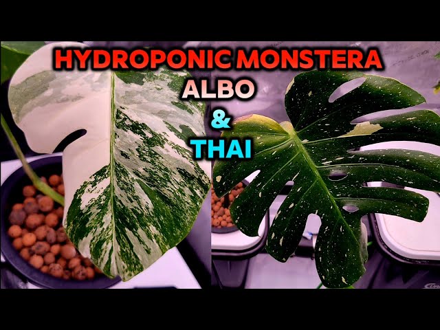 Monstera Albo and Thai In DWC Hydroponics - YouTube