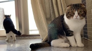 お出迎えが大好き！お客さんに愛想を振りまくパパ猫と子猫