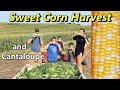 How we Harvest SWEET CORN and CANTALOUPE on our Produce Farm
