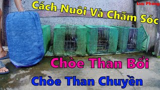 Hướng Dẫn Cách Nuôi Chim Chòe Than Bổi Và Chòe Than Chuyền [] Lưu Phong TV