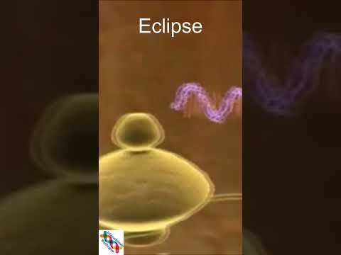 Etapas da replicação
