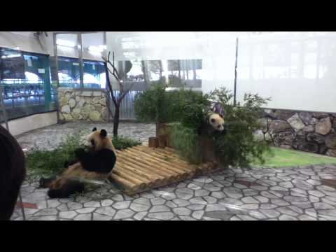アドベンチャーワールド　良浜（母）と優浜（赤ちゃん）