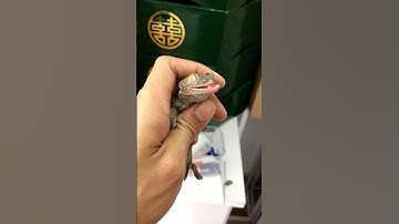 Tắc kè há miệng ăn mồi #reptiles #lizard #animals #gecko #chipkali #ตุ๊กแก #bebek #geckolovers