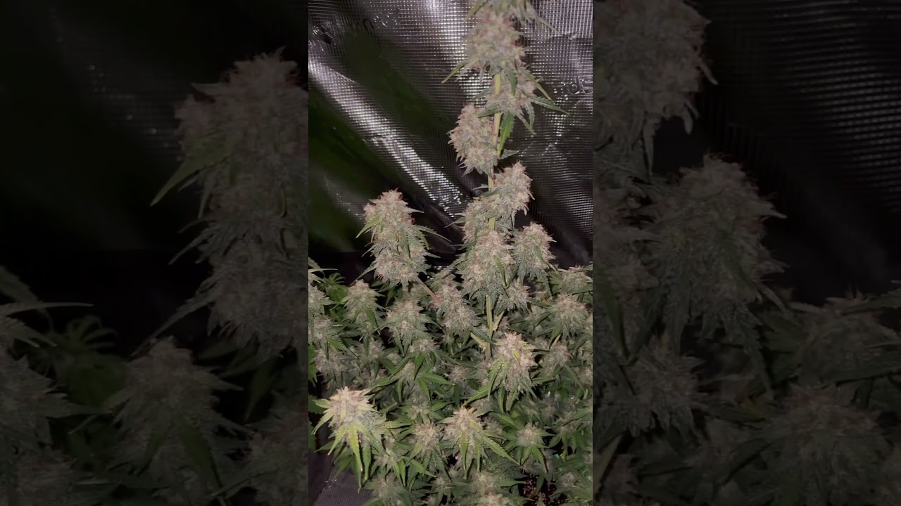 Under the MarsHydro Tsl-2000 2x4 light 