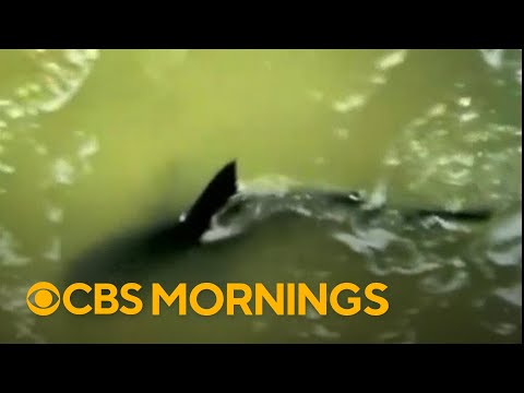 Multiple people reported injured in shark attacks on Texas beach