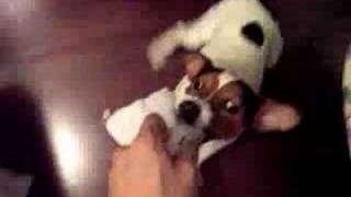 The Insistence Of Jack Russell