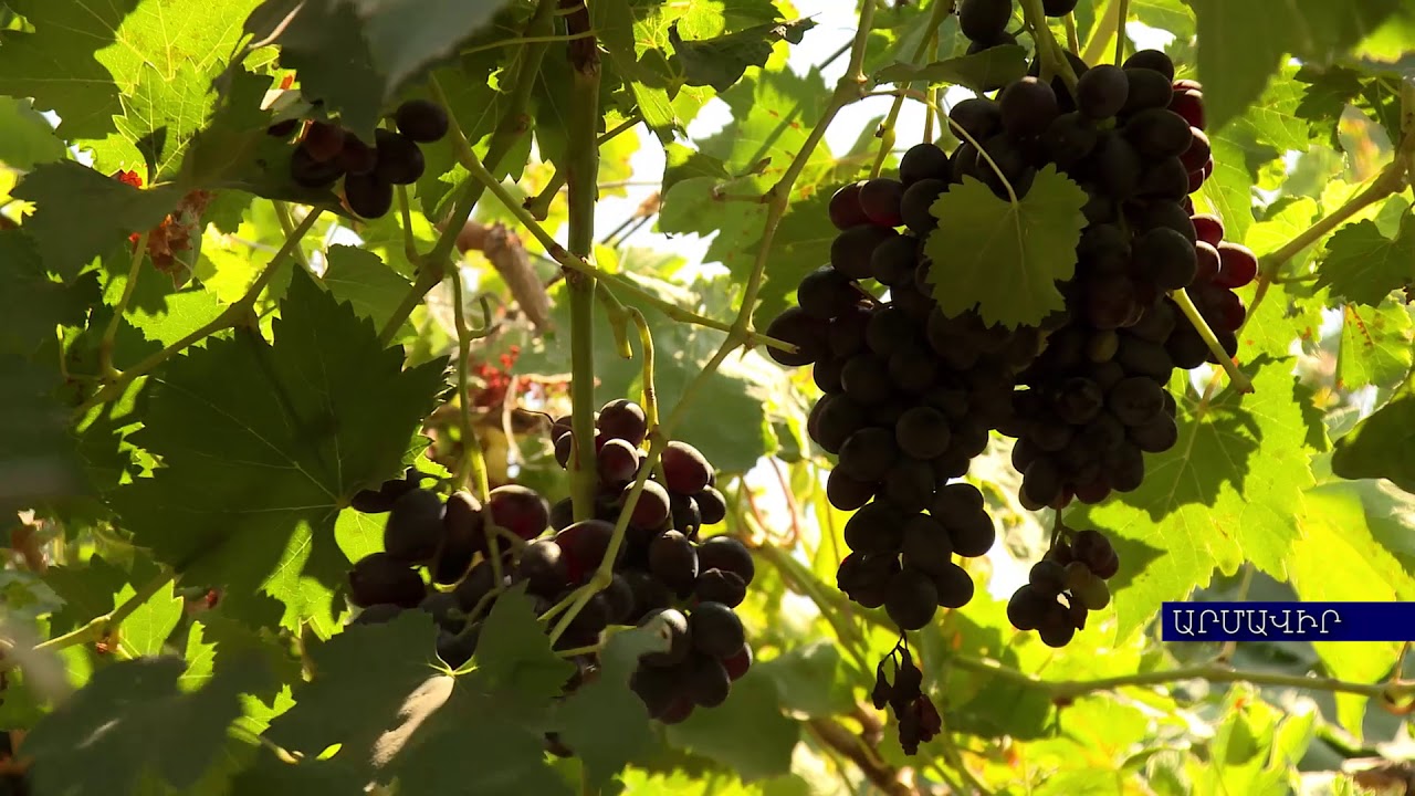 Խաղողի  հիվանդությունների դեմ պայքարի միջոցառումները. խորհրդատվություն