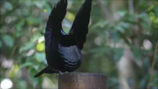 Victoria's Riflebird - Bird of Paradise - Dance