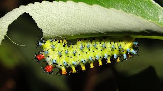 Homegrown | North Carolina's Very Hungry Caterpillars Black Caterpillar North Carolina