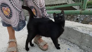Black Cat With Fangs Like A Vampire Was Very Excited And Happy To See Me