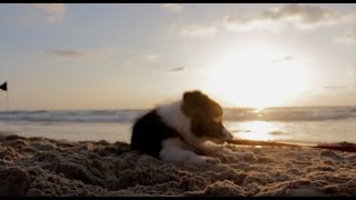 rough collie wallpaper - puppy video wallpaper screenshot 2