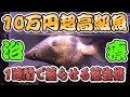 10万円の高級魚を死なせない!絶望的からたった1時間で完全蘇生させる治療法。