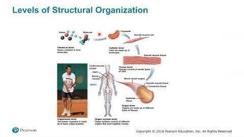 Video Lecture, A&P Introduction, Part 1