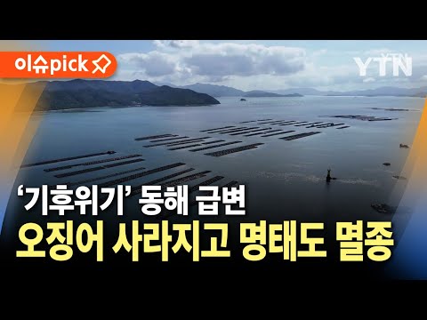 [이슈픽] 오징어 사라진 동해, 명태도 멸종..&amp;quot;기후위기 현실&amp;quot; / YTN