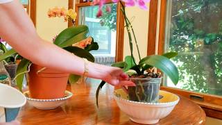 Watch me water and fertilize my orchids growing in bark!