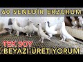 60 SENEDİR TEK SOY ERZURUM BEYAZI ÜRETİYORUM.SAYISIZ KUPA ALDI.