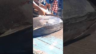 Skills Hebat Abang Mustakim Memotong ikan tuna besar viral fyp fish ajibnariman  shortsviral