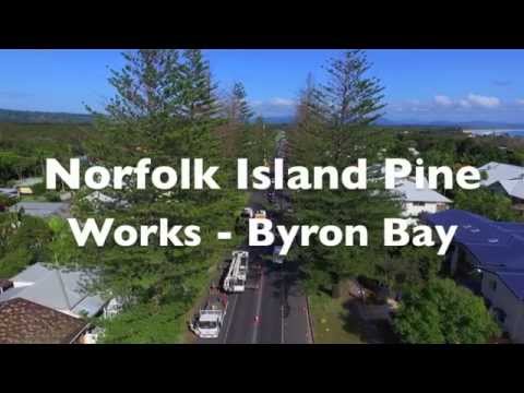 Norfolk Pine Tree Removal - Byron Bay - YouTube