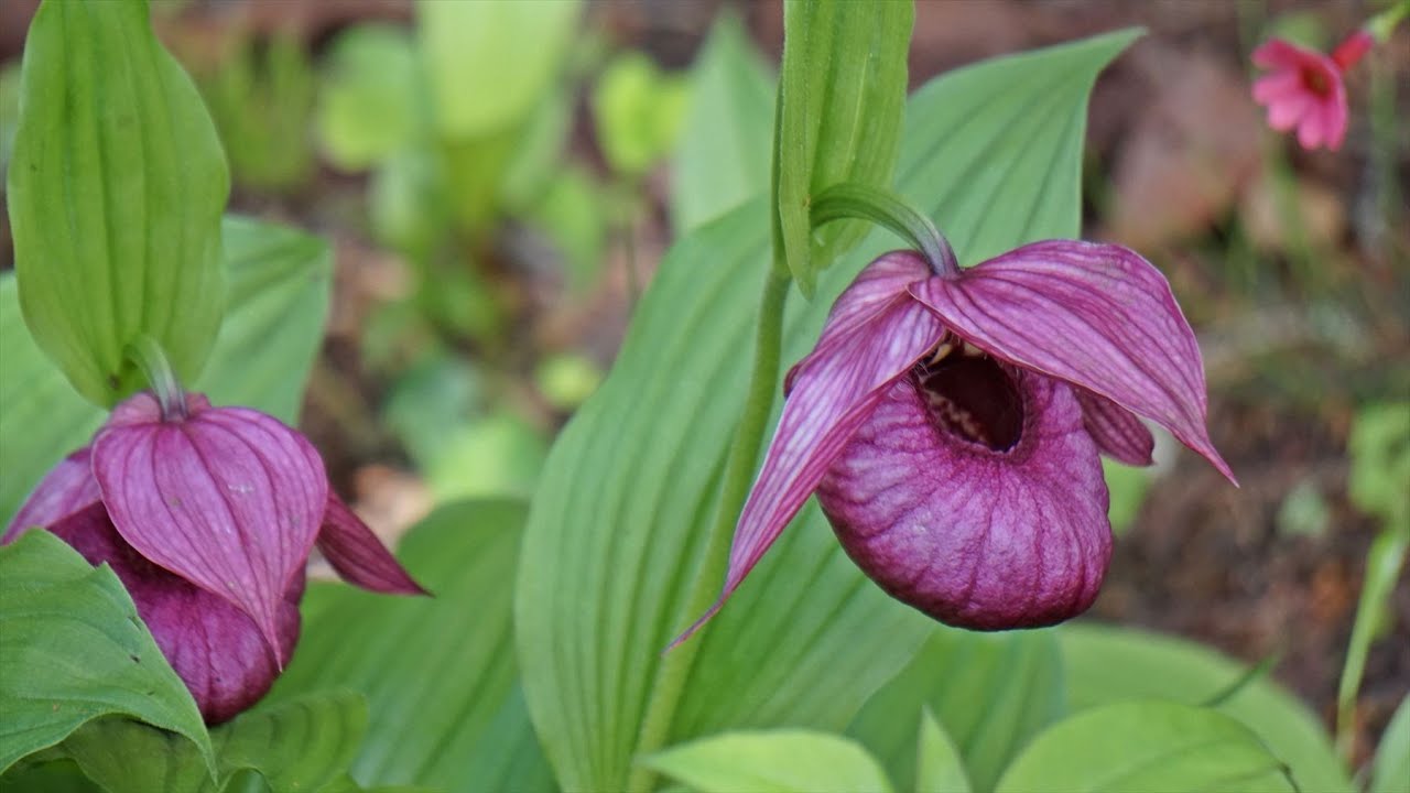 山野草 釜無ホテイアツモリソウ 花芽1 12-②