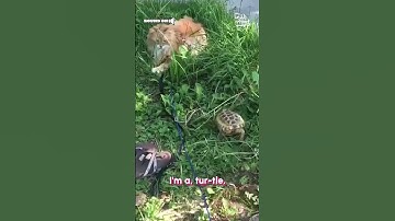 Cute Turtle Sneaks Up On Cat
