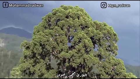 سورة الملك - محمد رضوان