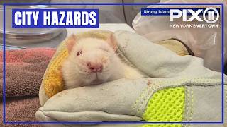 'Dying of thirst': Hundreds of rats found living in Long Island home