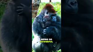 Gorillas Can Understand Jokes?! 🤯