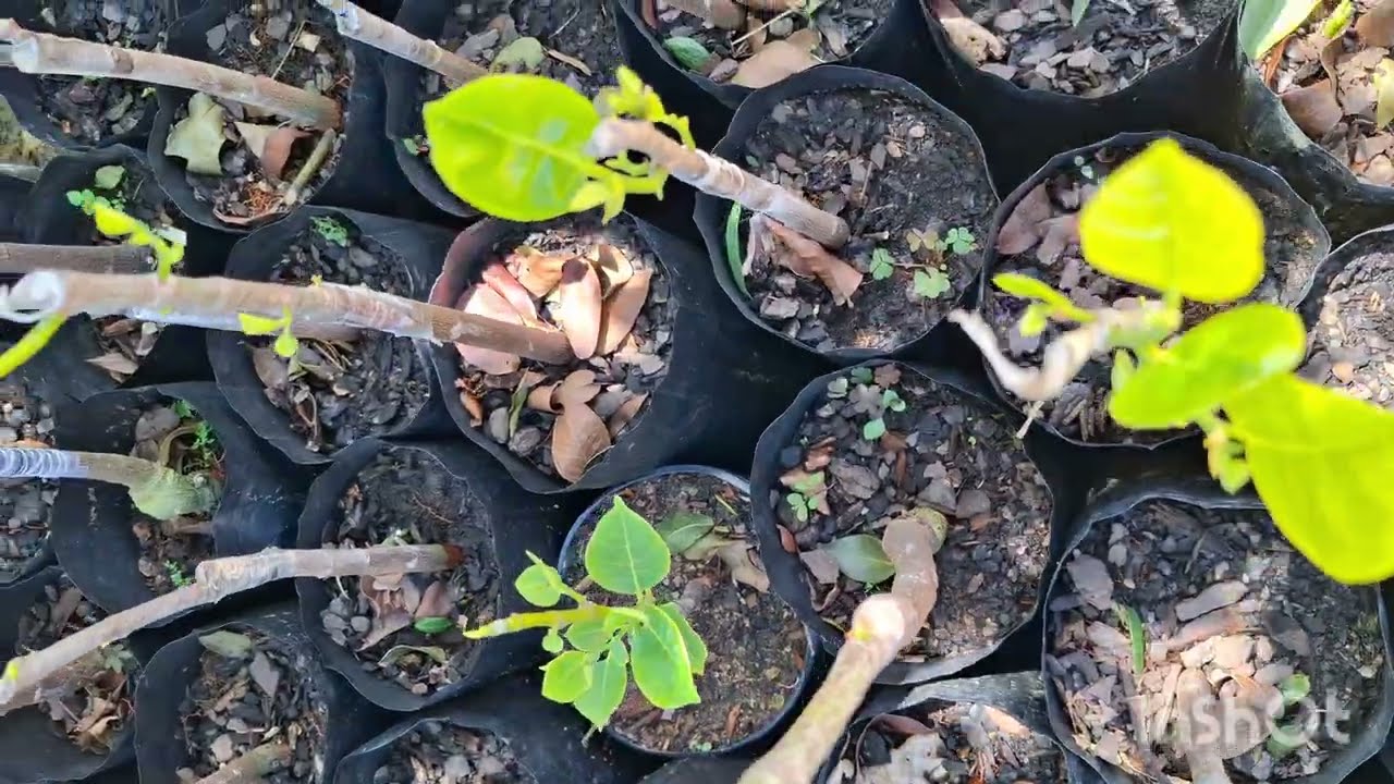 OS SEGREDOS PARA OBTER SUSSESO NAS ENXERTIAS DE JACA.