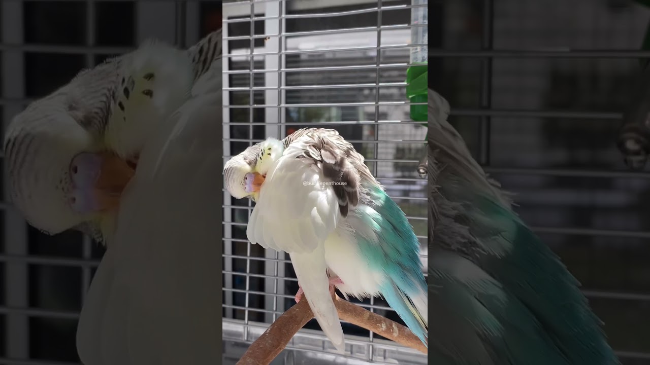 Australian whitecap dominant pied budgie