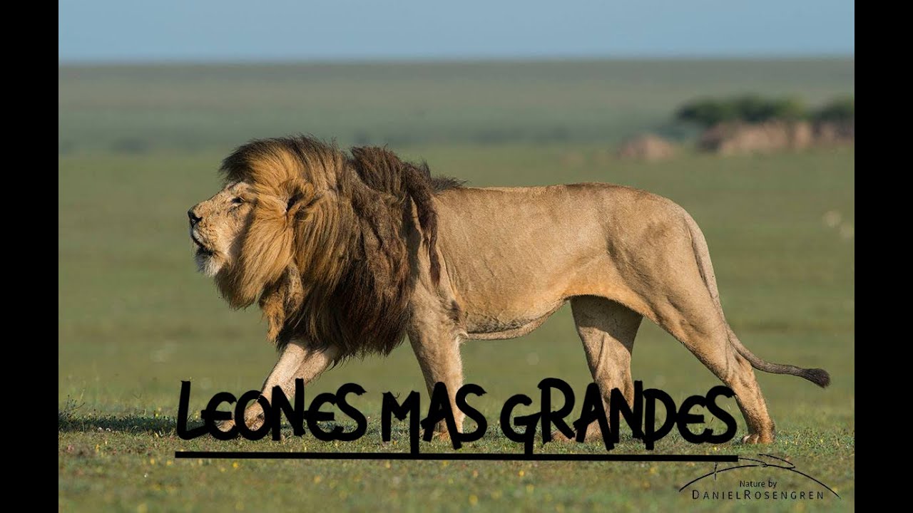 Leon Mas 🦁!Los leones mas grandes del mundo!🦁 - YouTube