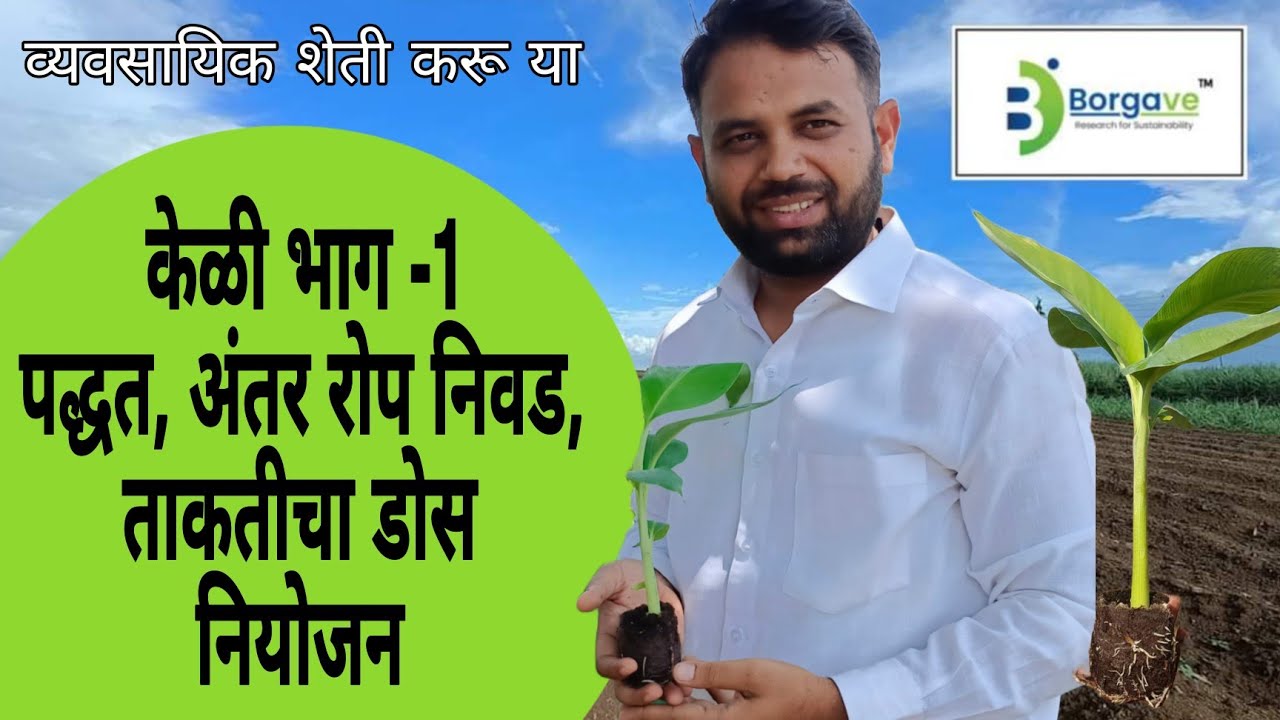 भाग -1 | केळी ची शेती व्यवसायिक पद्धतीने | नियोजन | पद्धत | अंतर |रोपे | #केळी #banana #kela