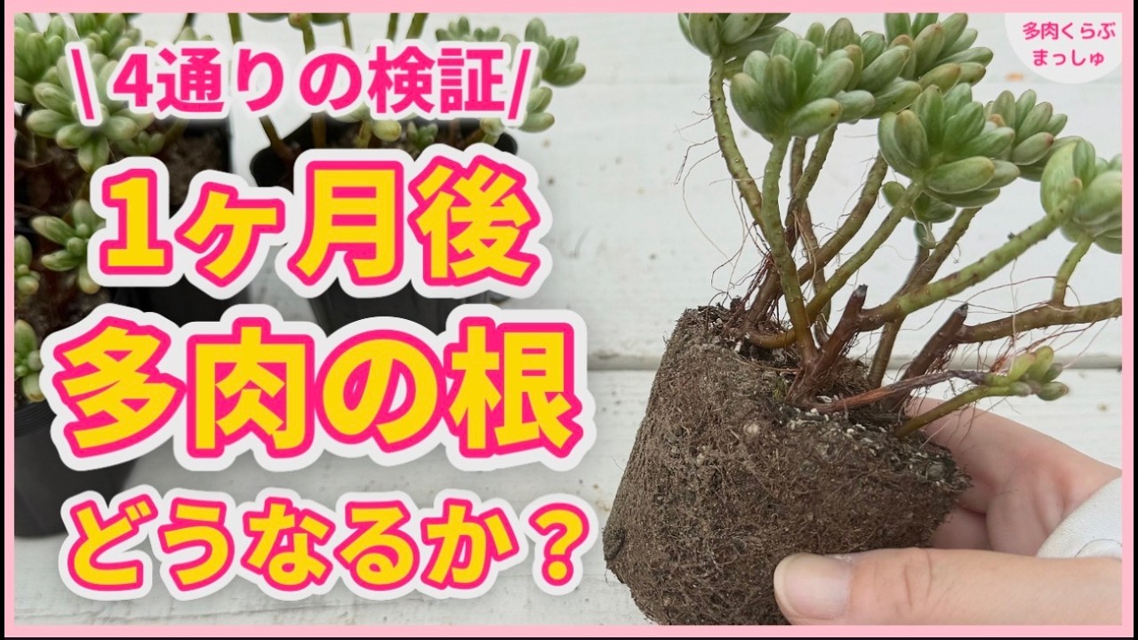 多肉植物】4通りの方法で植え替えて1ヶ月…根・葉はどうなった？ - YouTube