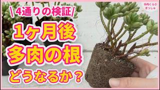 多肉植物】4通りの方法で植え替えて1ヶ月…根・葉はどうなった？ - YouTube