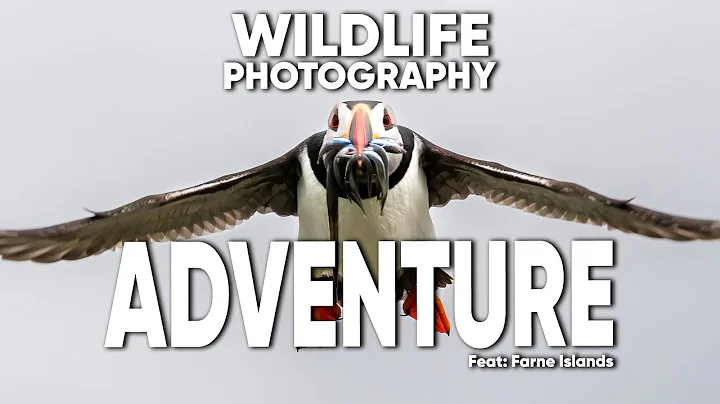 My Incredible Wildlife Photography Adventure - Farne Island thumbnail