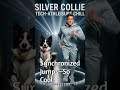 Collie di Argento Tech