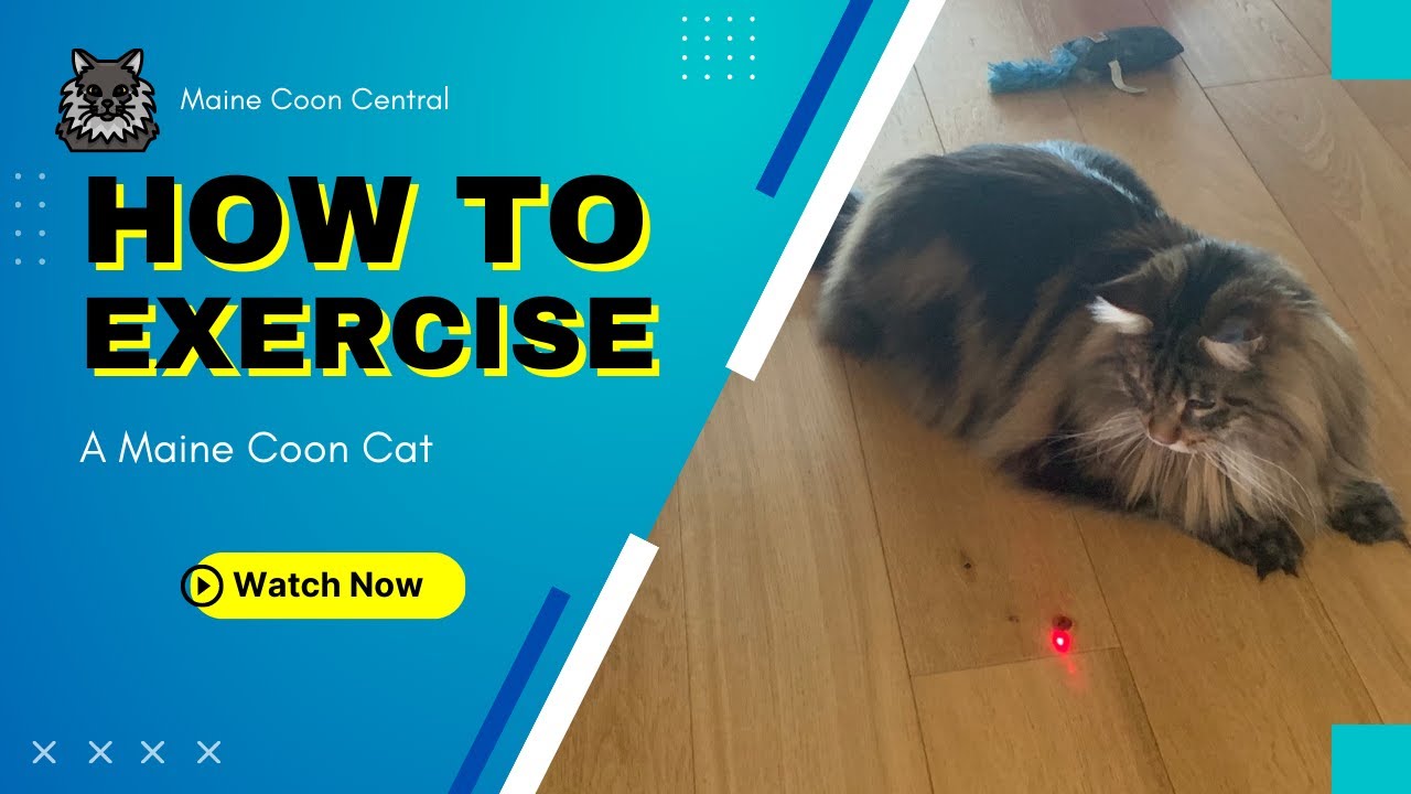 Extreme Maine Coon Exercise Regime! YouTube