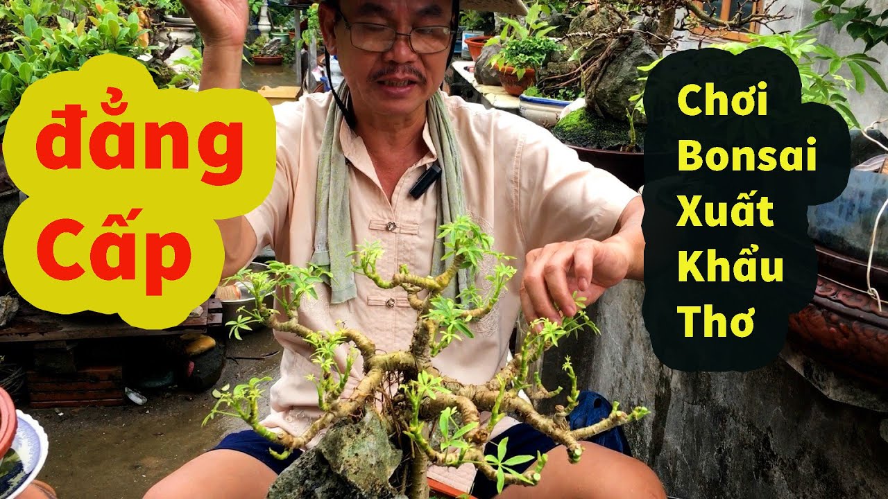 Дядя Танг показывает, как создать мох. Только настоящие художники-растения могут сделать это так....