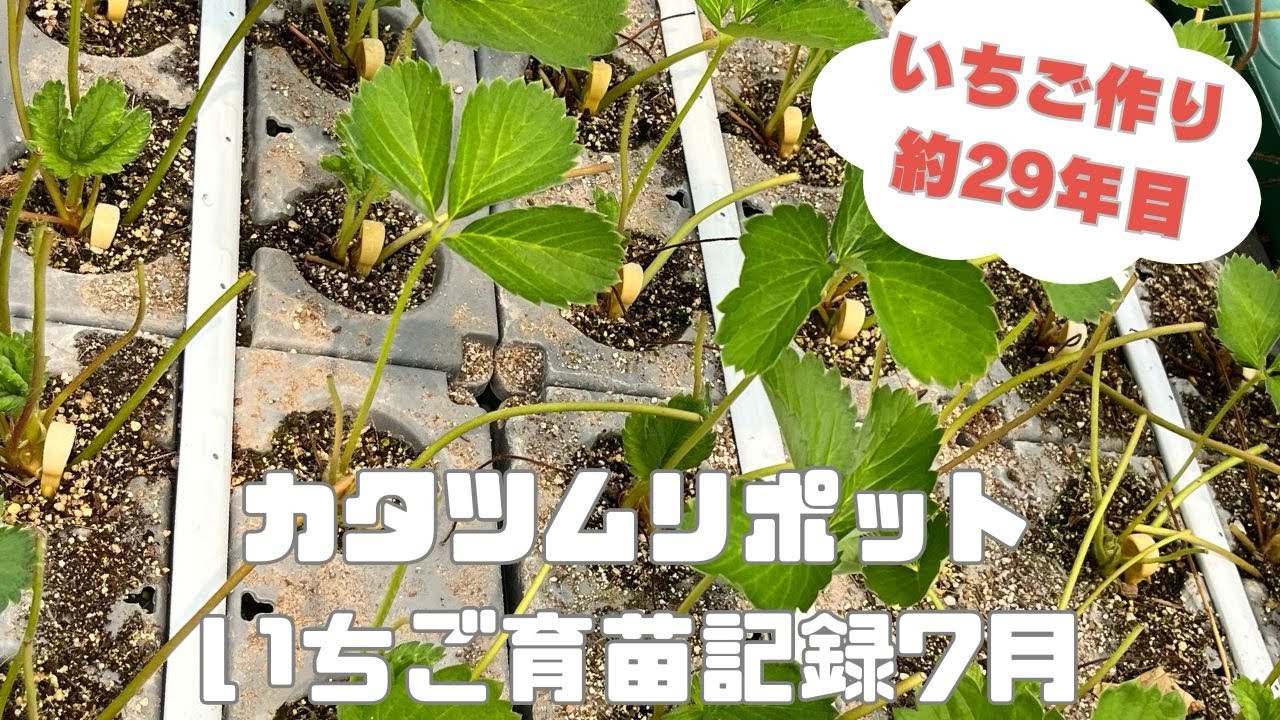 約13000本のいちご育苗記録🍓
