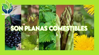 Top 5 de plantas silvestres que puedes comer sin problemas by Cuidemos el Planeta 144 views 1 year ago 6 minutes, 3 seconds