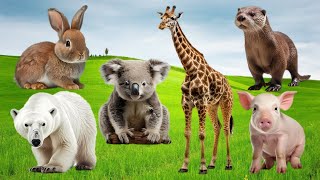Amazing Familiar Animals Playing Sound: Leopard, Mouse, Elephant, Cat, Eagle, Swam, Deer,....