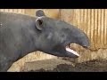 マレーバクのあくび & 鳴き声 / 東山動物園