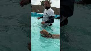 Cavapoo Noodles surviving a Rottweiler tidal wave 🤣💦🇬🇧🐾💕