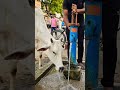 गो सेवा. .. ##shorts #short#shortsfeed#trending#viral#explorepage#explore#viralvideo#ytshort