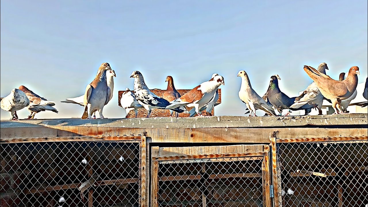 23.2.2026. 2 shikar kiya☺ #kabootar  #kabutar #birds #support 