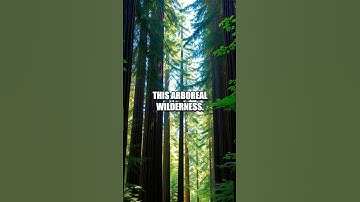 Discovering the Hidden Fascination of Humboldt Redwoods State Park, California