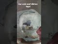 Invisible Coin Trick in Dirty Water | Amazing Refraction Science Experiment #Shorts