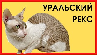 УРАЛЬСКИЙ РЕКС