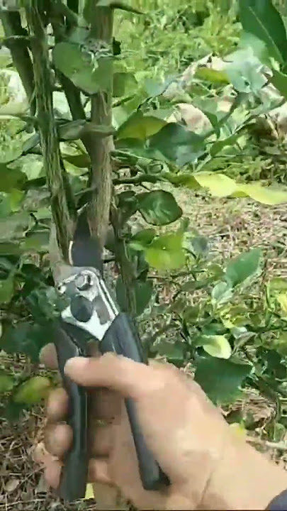 cara pangkas jeruk purut patr2,agar pokok tumbuh lebih cepat dan maksimal||1#shortsvideo #shortvideo