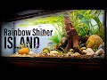 Rainbow shiner river island aquascape low tech